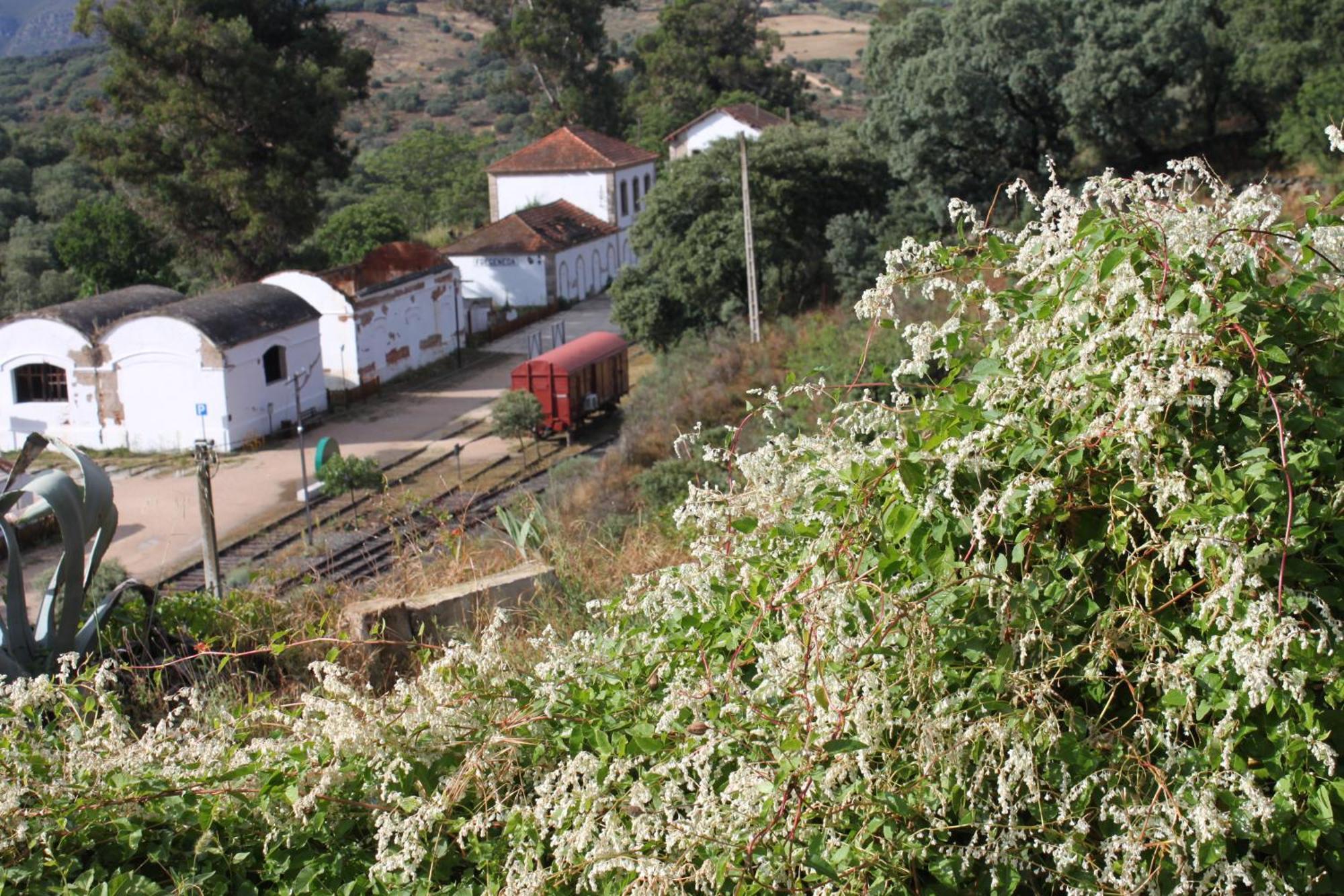Casa Rural Camino De Hierro I Y II La Fregeneda Exteriör bild